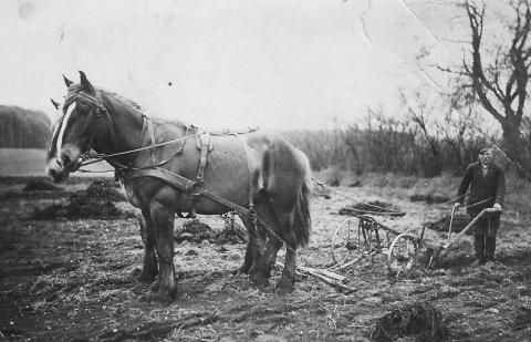 Landarbeit auf Gut Wulfshagenerhütten um 1955